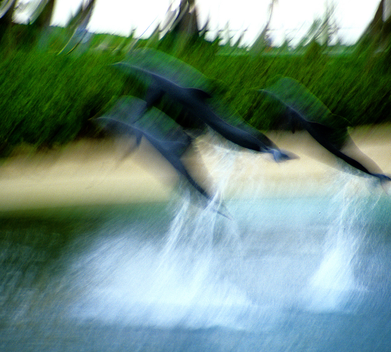 DolphinsJump