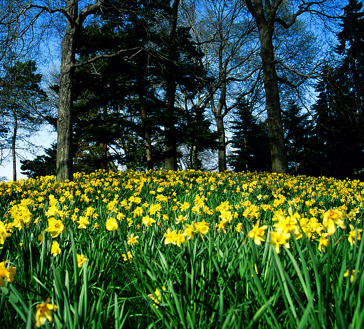 YellowFlowers3